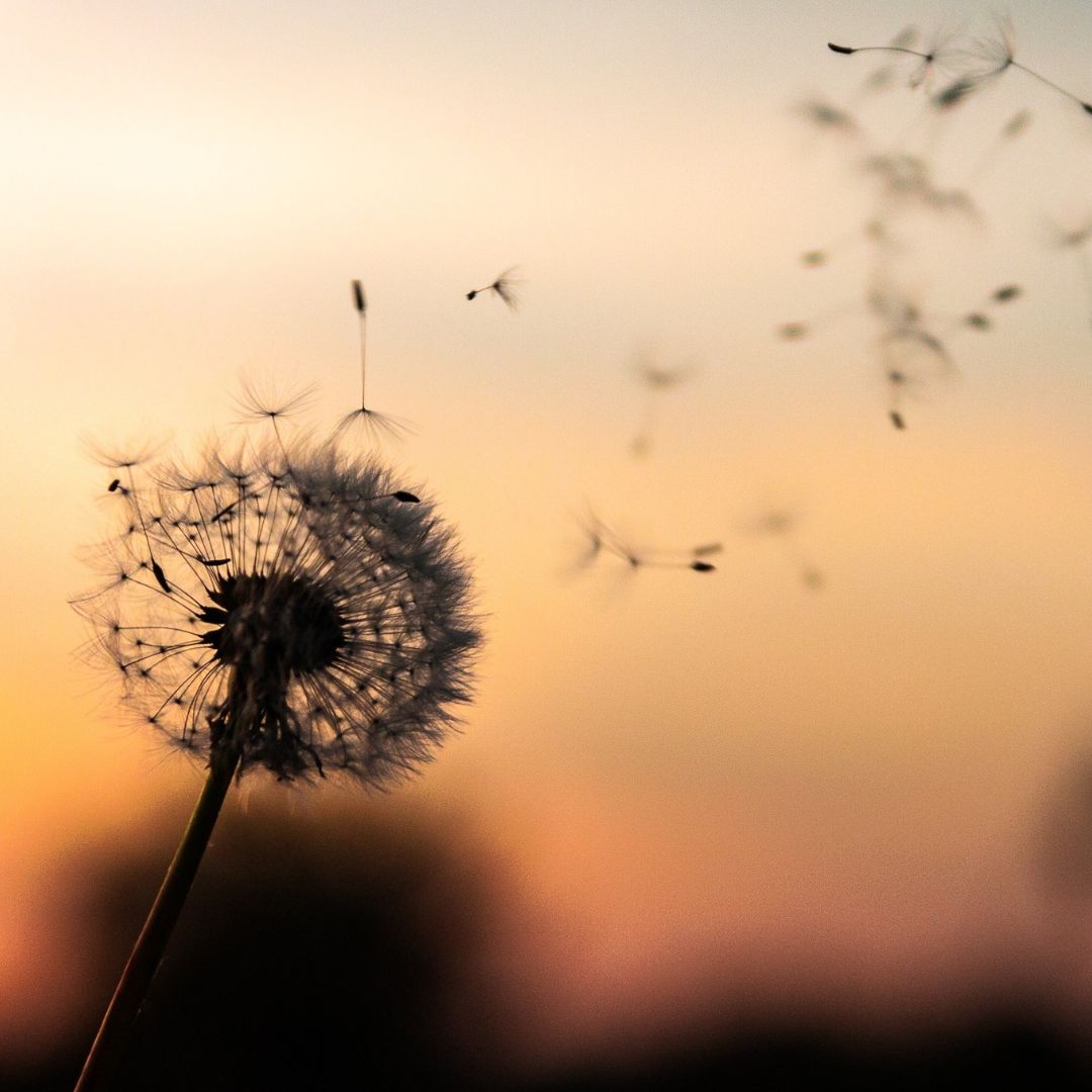 Who We Help Who We Help